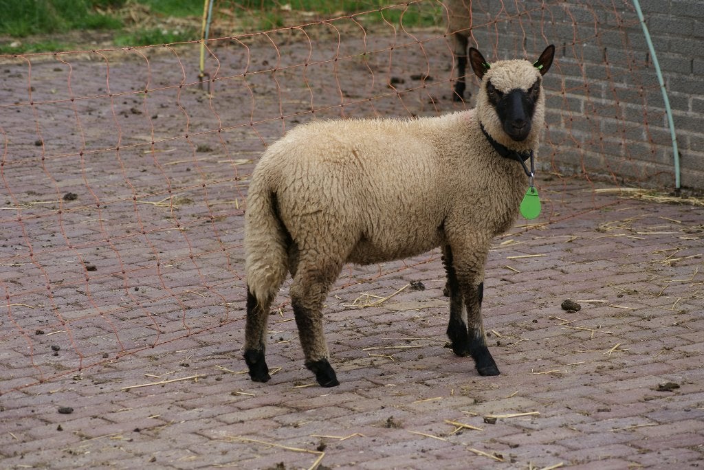 Clun Forest ramlammeren, Dieren en Toebehoren, Mannelijk, Schaap, 0 tot 2 jaar