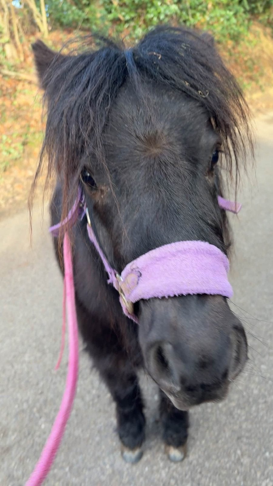 Weide maatje, shetlander, shetty, Dieren en Toebehoren, Met stamboom, Ruin, A pony (tot 1.17m), 3 tot 6 jaar