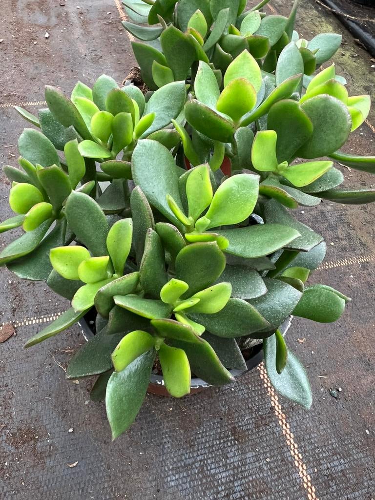 Crassula ovata pot12cm, Ophalen of Verzenden, Halfschaduw, Minder dan 100 cm