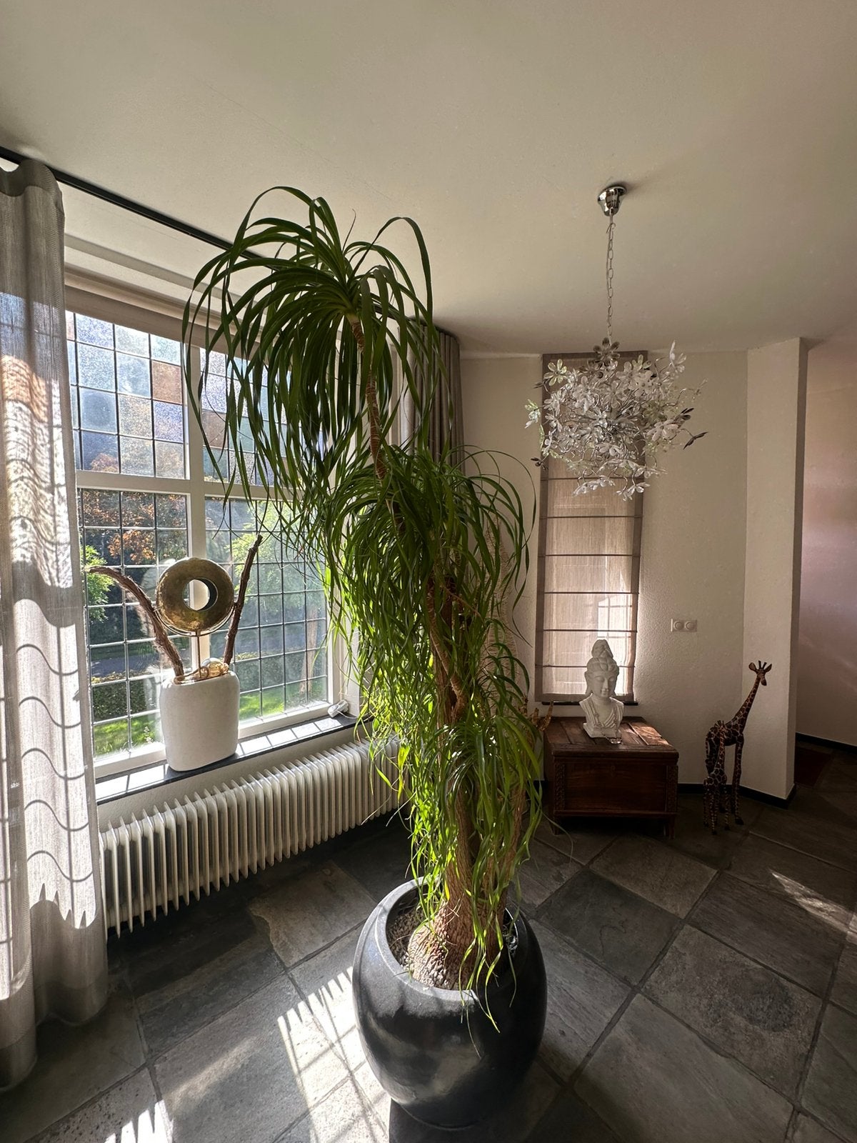 Mooie plant, Ophalen, 200 cm of meer, Palm, Halfschaduw