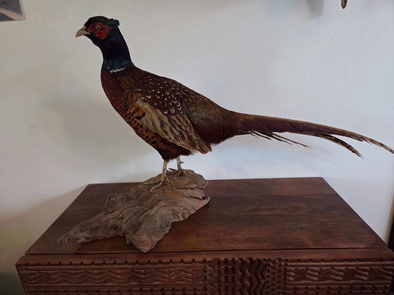 Opgezette fazant taxydermie taxidermie vogel, Ophalen, Zo goed als nieuw, Vogel, Opgezet dier