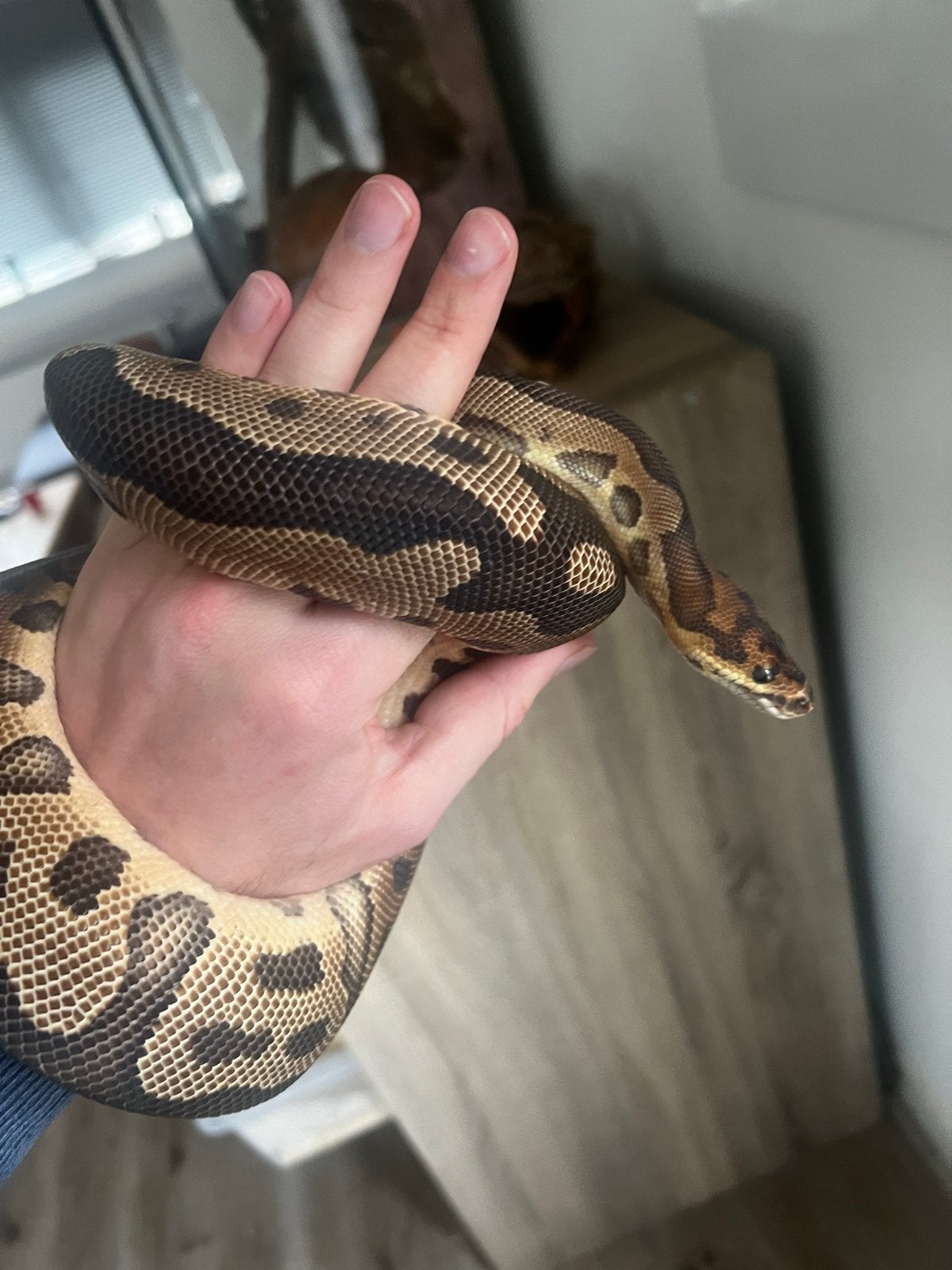 Proven breeder Leopard Clown mannetje koningspython Ball Python photo 2