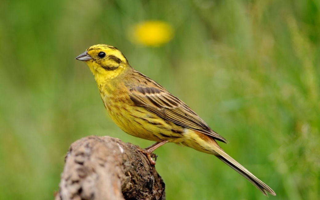 Gezocht geelgorzen. Hoor graag als je wat te koop hebt., Dieren en Toebehoren, Meerdere dieren