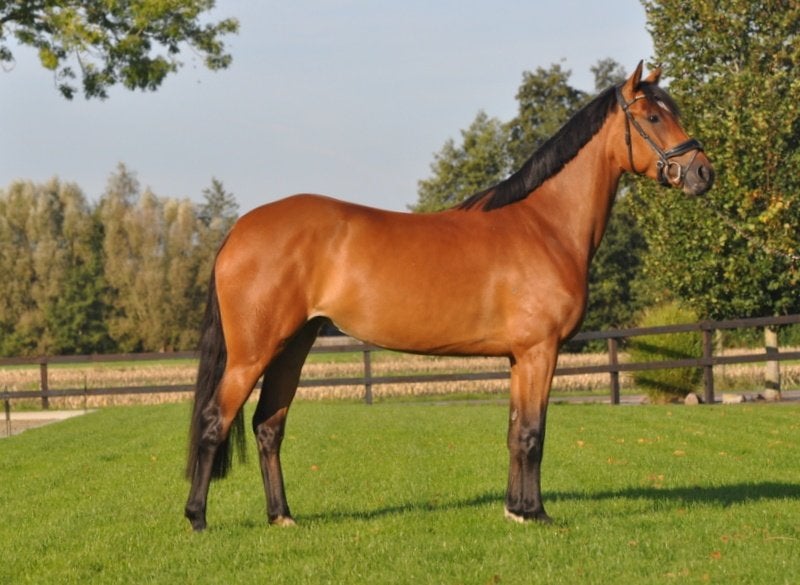 4 jarige E pony, Met stamboom, Niet van toepassing, Springpony, 3 tot 6 jaar