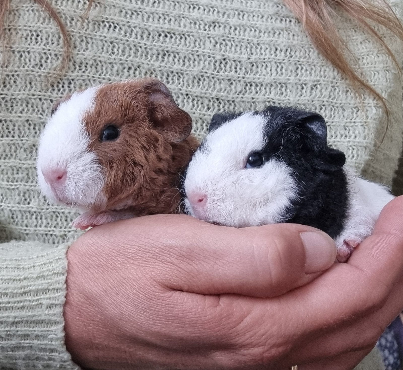 Cavia beertjes koppel US-Teddy, Dieren en Toebehoren, Knaagdieren, Cavia, Mannelijk, Mei, Tam