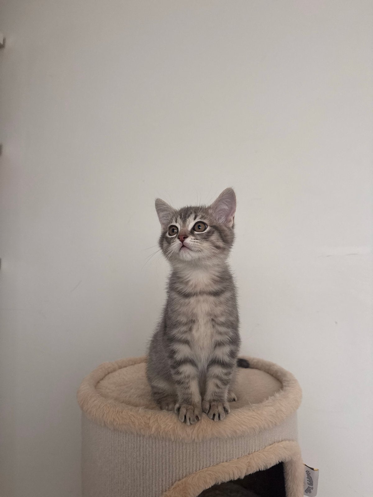 Prachtige Kater Kitten - Mix Britse Korthaar x Ragdoll, Kater, Kortharig, 0 tot 2 jaar