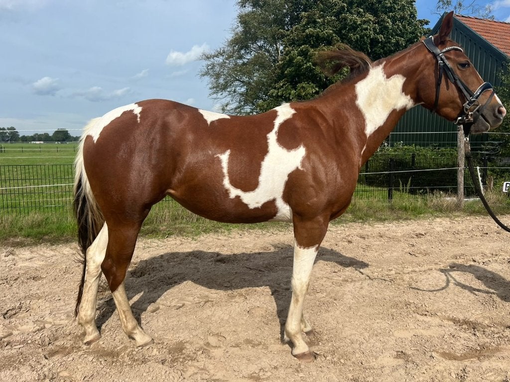 Mooie paint merrie, Dieren en Toebehoren, Merrie, Minder dan 160 cm, Zadelmak, 3 tot 6 jaar