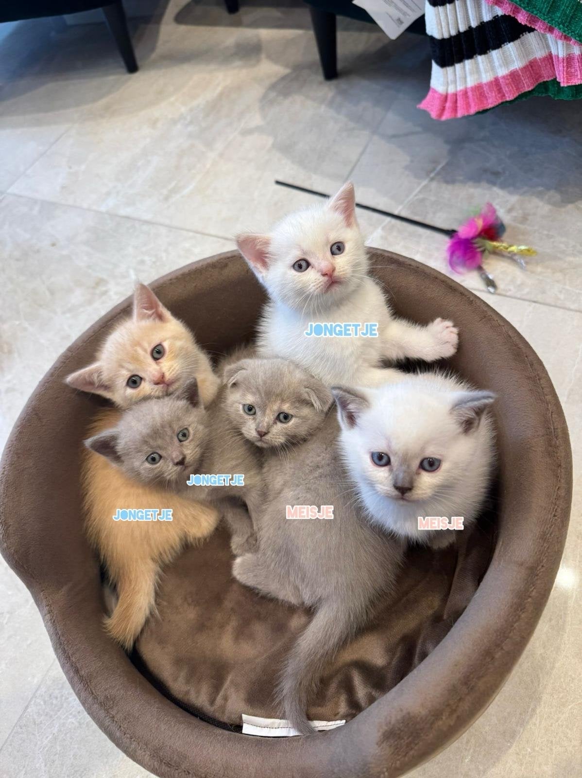 Prachtige kittens 7 weken oud, Dieren en Toebehoren, Katten en Kittens | Overige Katten, Meerdere dieren