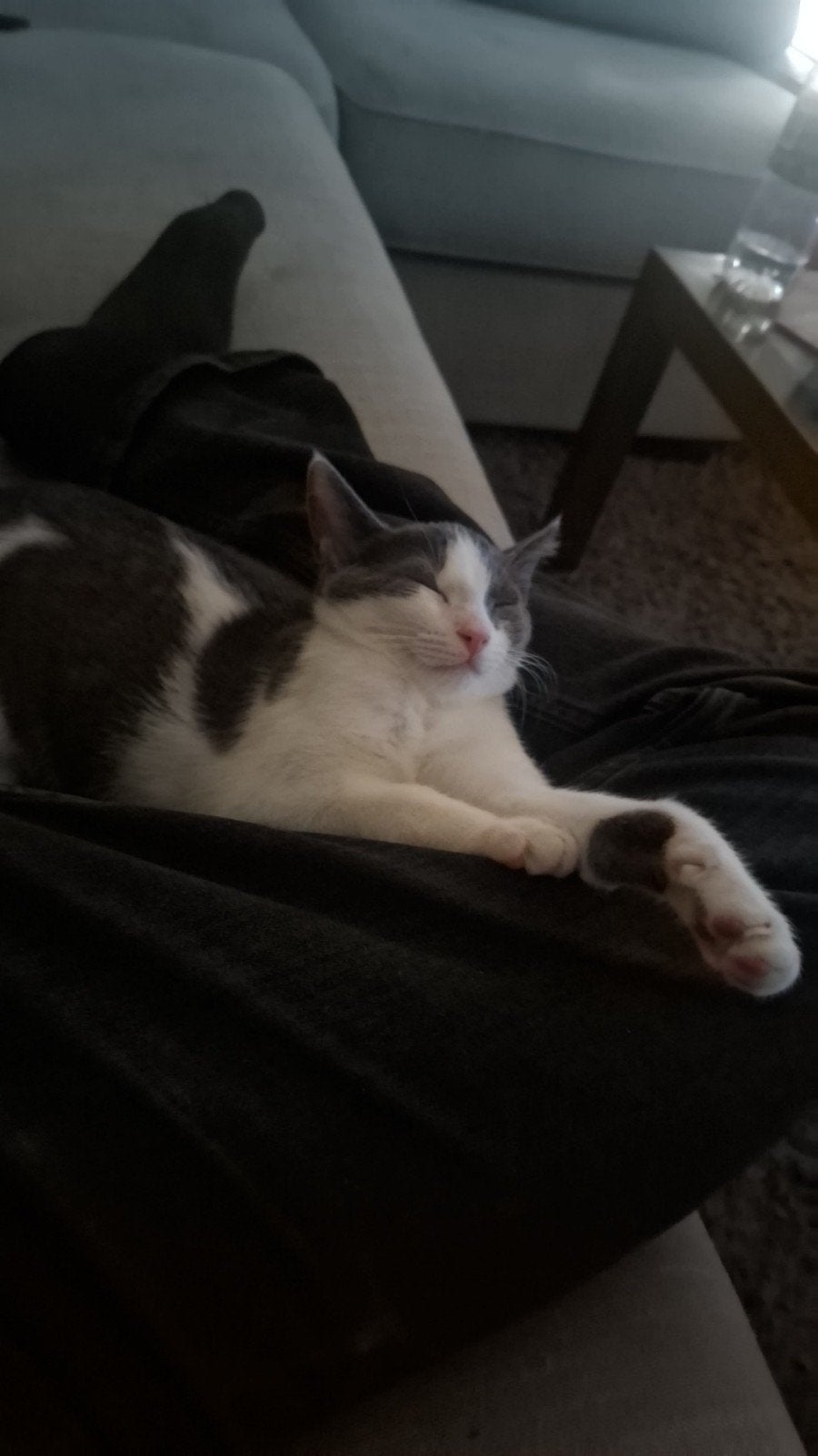 katten ( bijhoorende spullen), Meerdere dieren, 0 tot 2 jaar