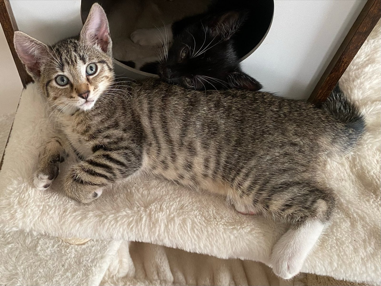 Cypers poesje, 10 weken oud, Poes, Kortharig, 0 tot 2 jaar