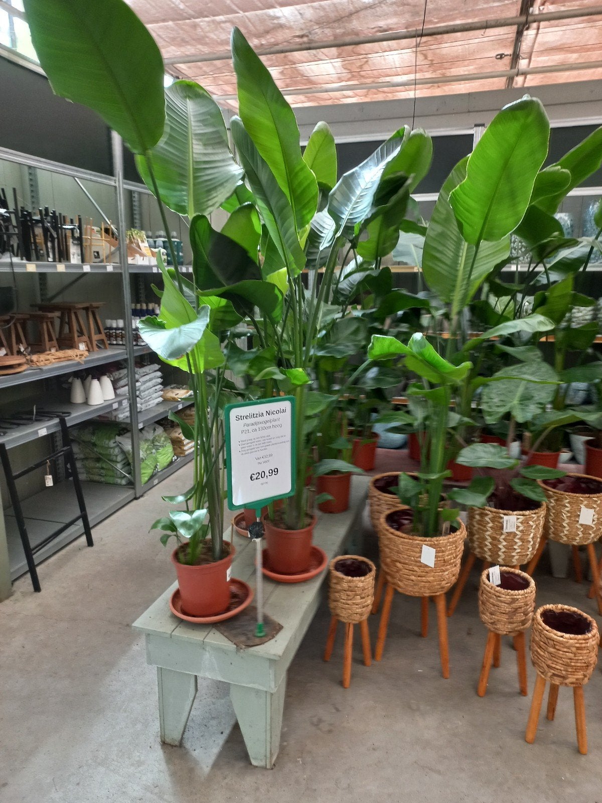Strelitzia Nicolai P21 hoogte ca 130cm, Ophalen, 100 tot 150 cm, Overige soorten, Volle zon