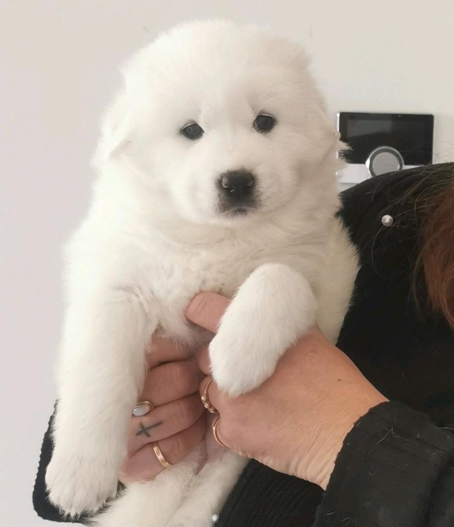 Pups 90 % samojeed, 8 tot 15 weken, Teef, Poolhond, Meerdere
