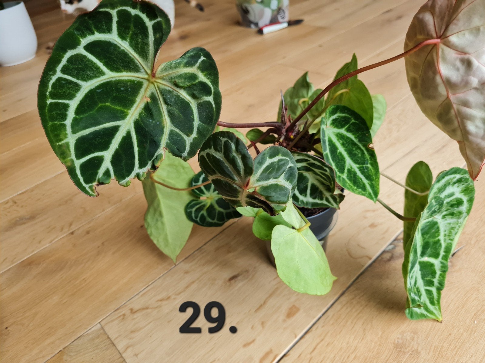 Anthurium crystallinum variegata m, Huis en Inrichting, Kamerplanten, Ophalen of Verzenden, Halfschaduw, Minder dan 100 cm
