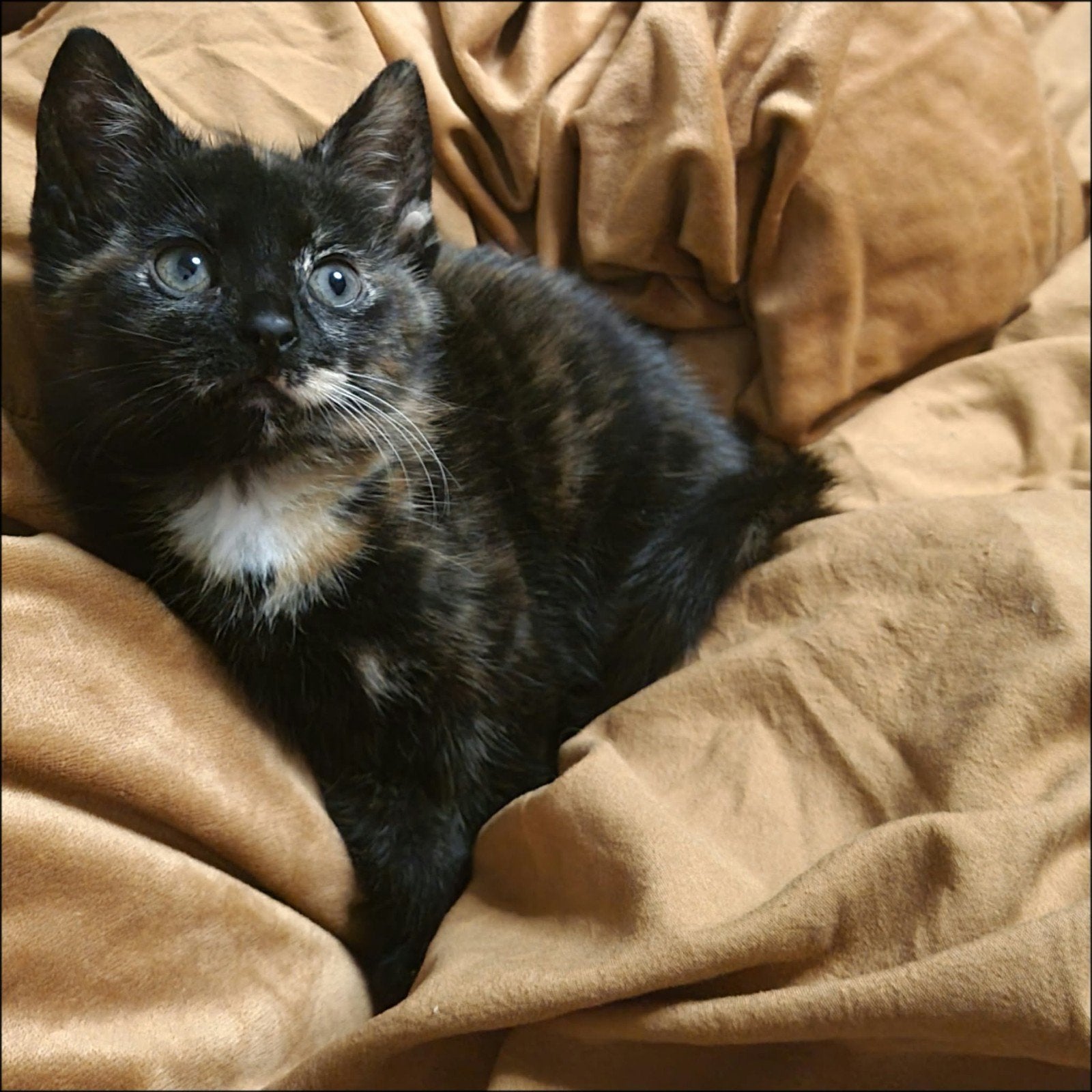 kittens, Dieren en Toebehoren, Poes, Kortharig, 0 tot 2 jaar