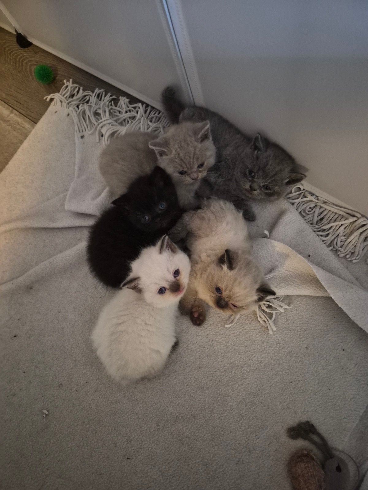 nog 4 britse korthaar kittens, Meerdere dieren, Gechipt, 0 tot 2 jaar