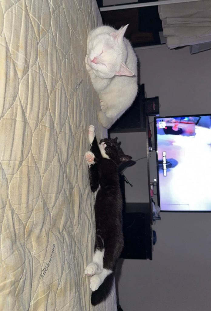 2 lieve katten, Dieren en Toebehoren, Katten en Kittens | Overige Katten, Kater