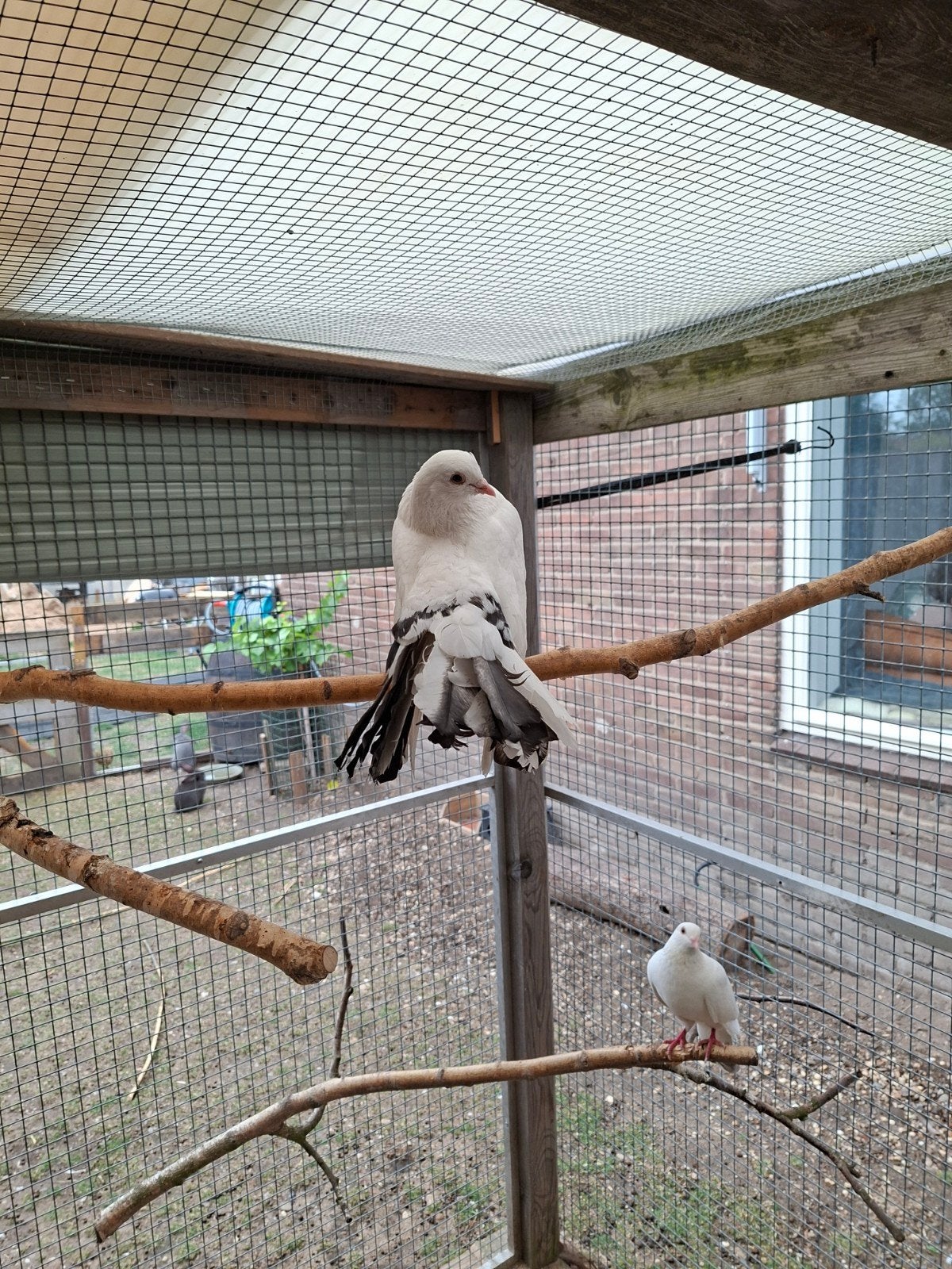 pauwstaart, Dieren en Toebehoren, Mannelijk, Overige soorten