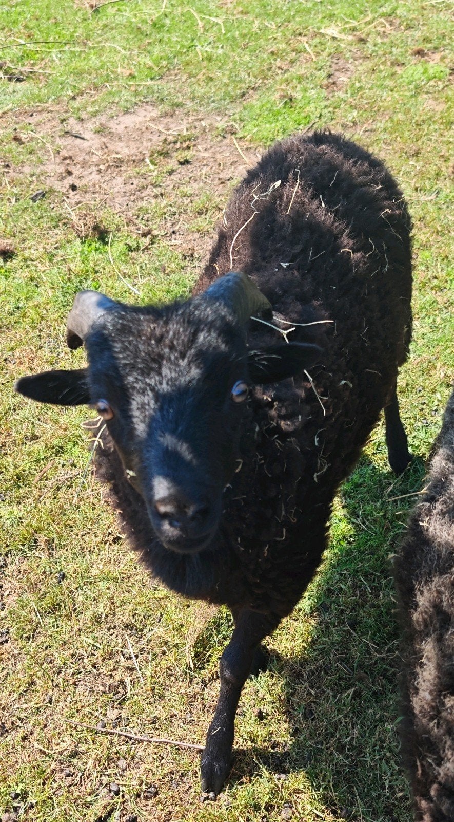 Ouessant ooi en 2 rammetjes, Dieren en Toebehoren, Meerdere dieren, Schaap, 0 tot 2 jaar