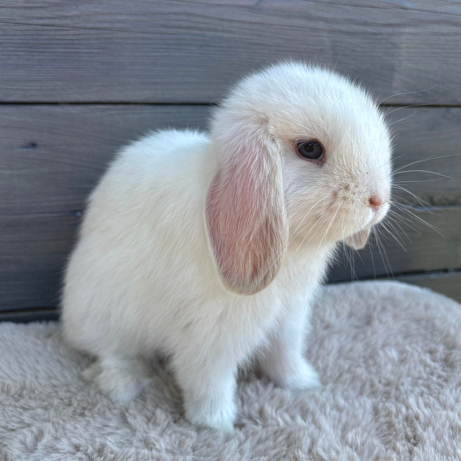 Binnenkort beschikbaar: minilop baby konijntjes🤍, Meerdere dieren, Dwerg