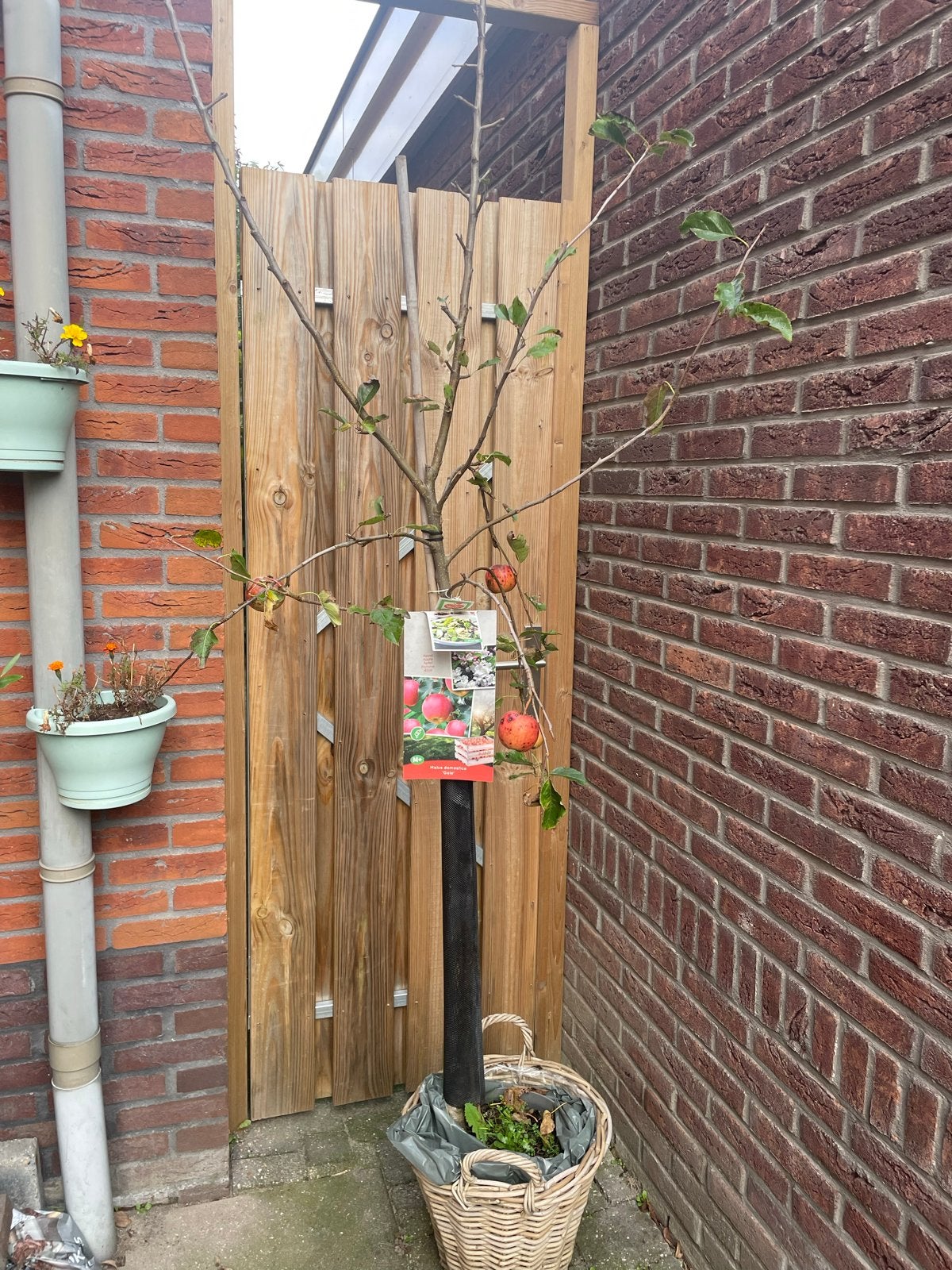 Appelboom 'Gala' - Vers fruit uit eigen tuin, Tuin en Terras, Ophalen, Lente, Volle zon, In pot
