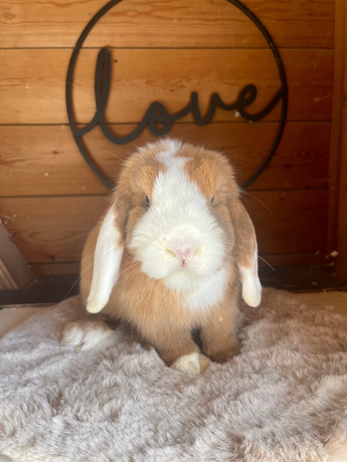 Super lieve Minilop voedster🩷, Dieren en Toebehoren, Vrouwelijk, Dwerg