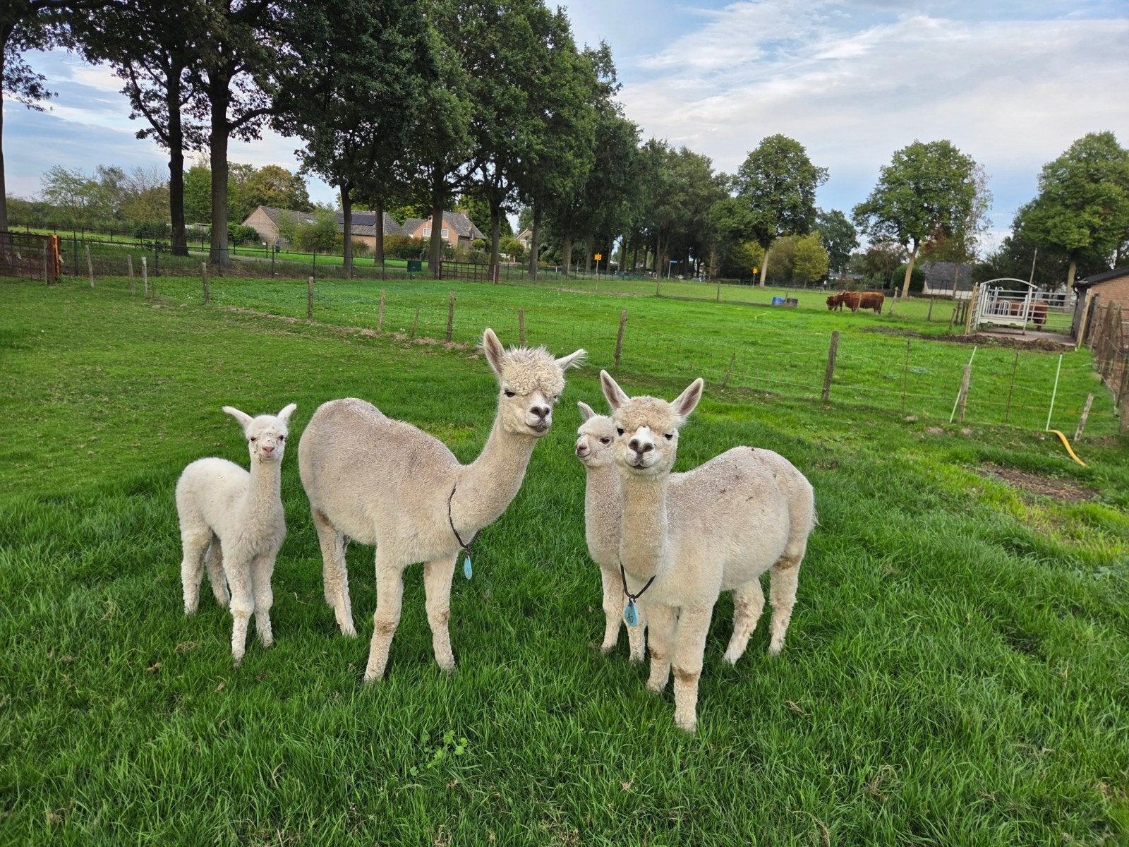 Foto 4 van alpaca  merrie,s met veulens aan de voet.