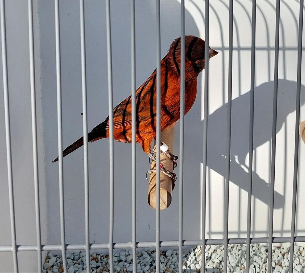 Zwart rood kanarie man, Dieren en Toebehoren, Vogels | Kanaries