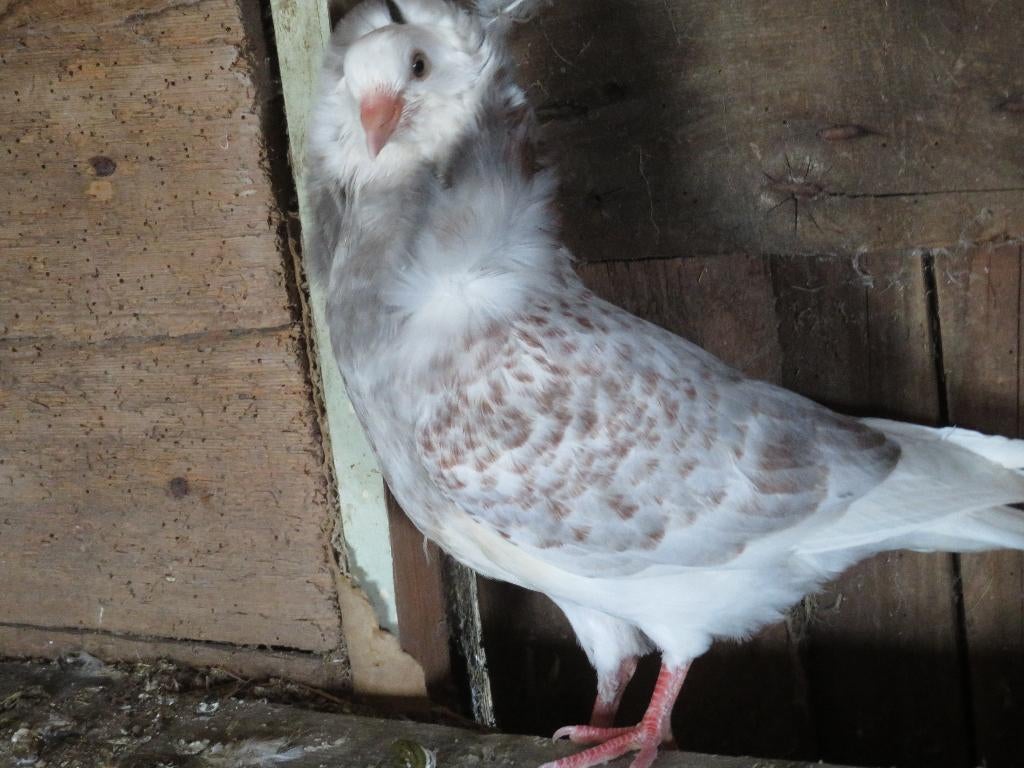 1 mooi nestje oud hollandse  capucijnen sierduiven, Meerdere dieren, Overige soorten