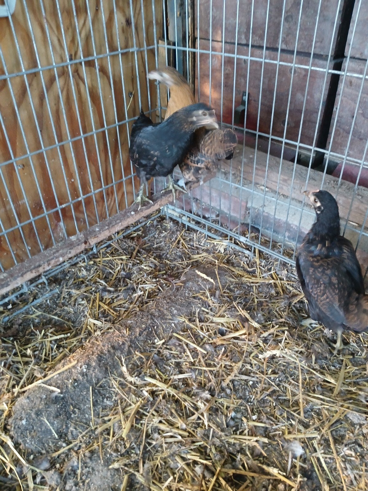 krielkipjes, Dieren en Toebehoren, Vrouwelijk