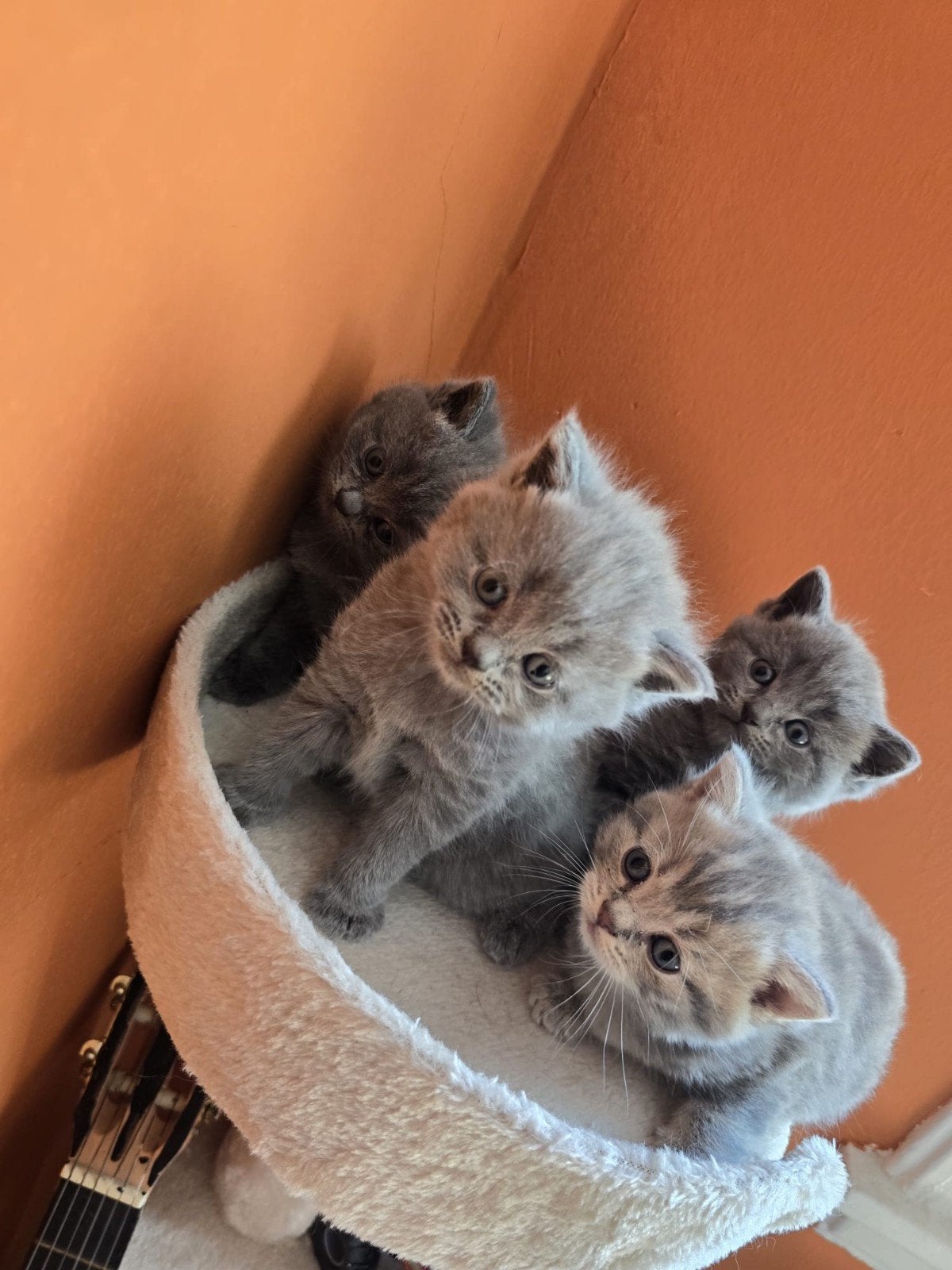 Lieve en speelse kittens te koop - Amsterdam, Dieren en Toebehoren