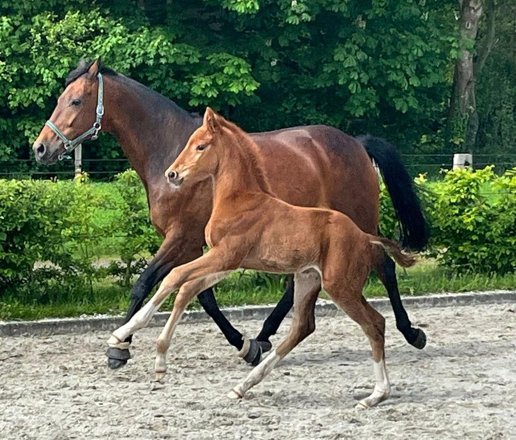 Mooi veulen van Mclaren x Johnson!, Dieren en Toebehoren, Paarden, Niet van toepassing, Dressuurpaard, 0 tot 2 jaar, Hengst