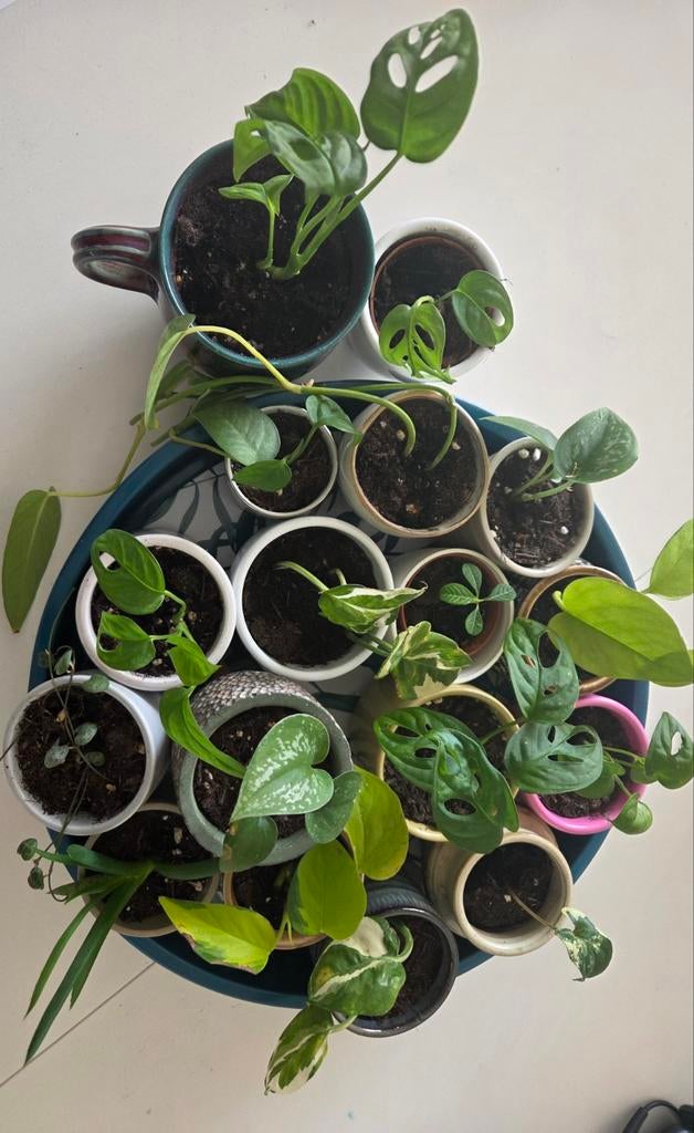Plantjes/stekjes in pot, Ophalen of Verzenden, In pot, Halfschaduw, Minder dan 100 cm