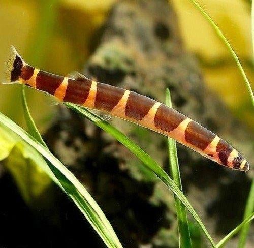Pangio kuhlii myersi, Dieren en Toebehoren, Vis, Zoetwatervis