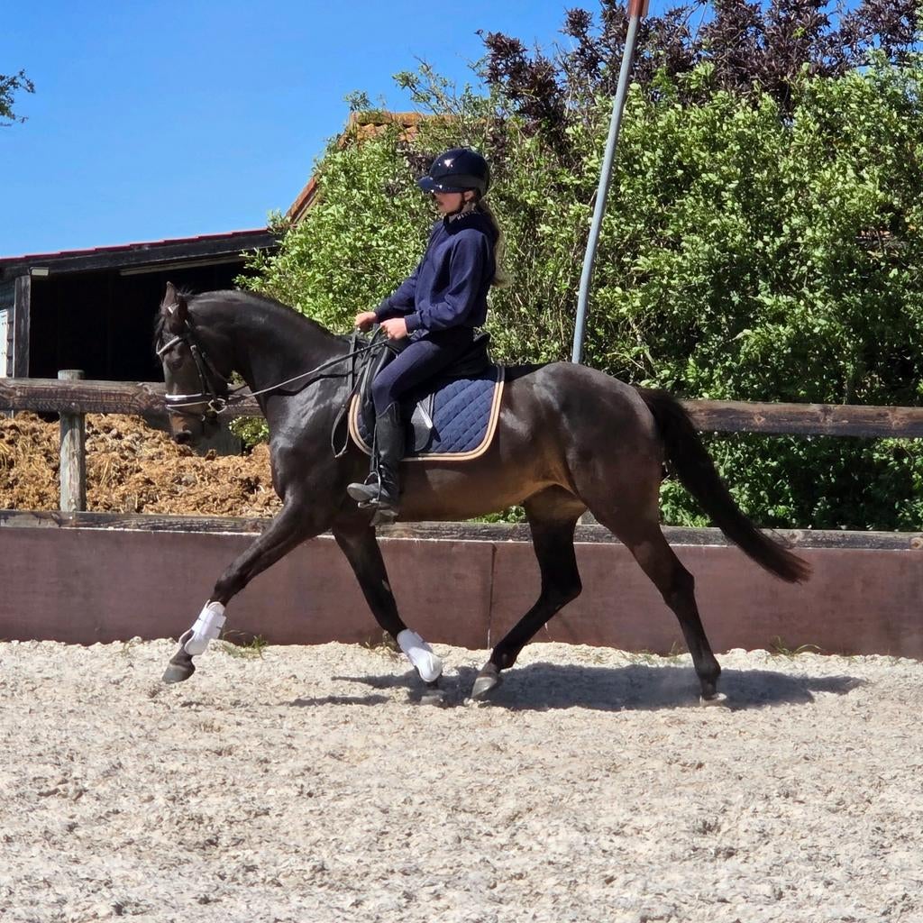 Aansprekende 4 jarige KWPN merrie v. Livius, Merrie, Met stamboom, Dressuurpaard, Zadelmak