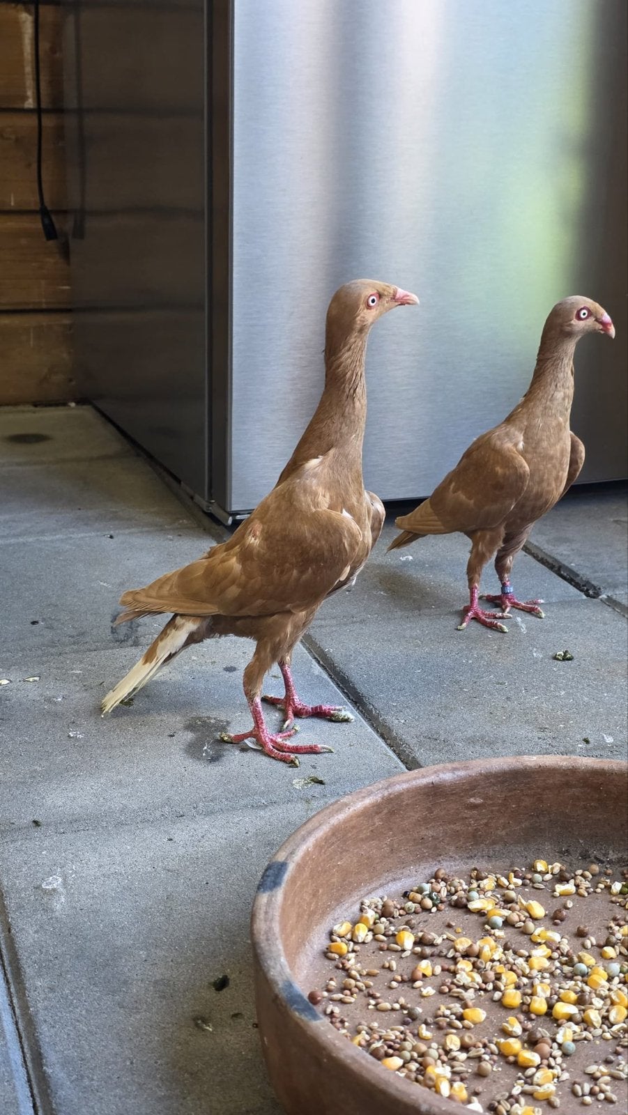 Duiven koppel, Dieren en Toebehoren, Vogels | Overige Vogels, Meerdere dieren