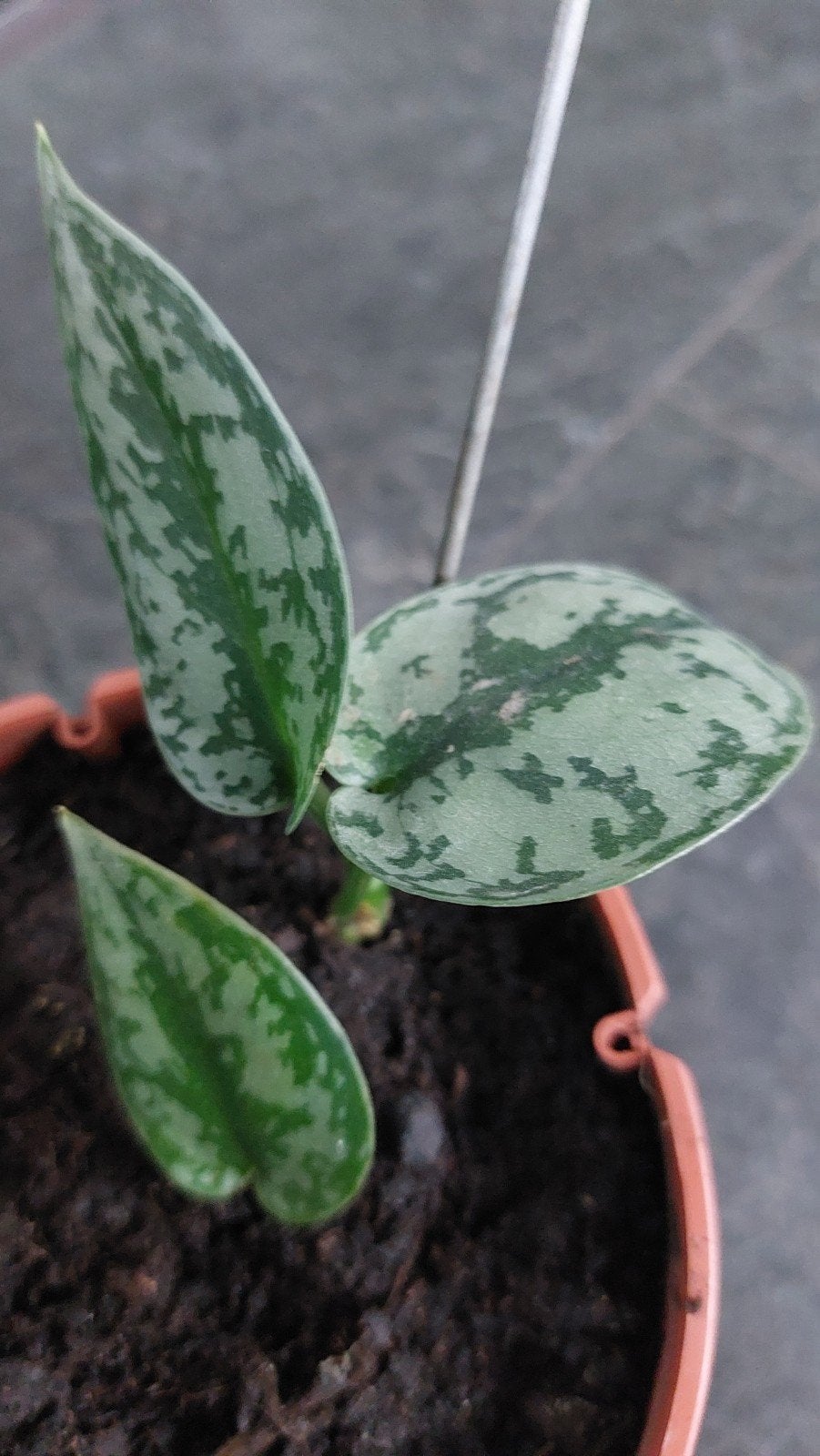 scindapsus silver lady, Ophalen of Verzenden