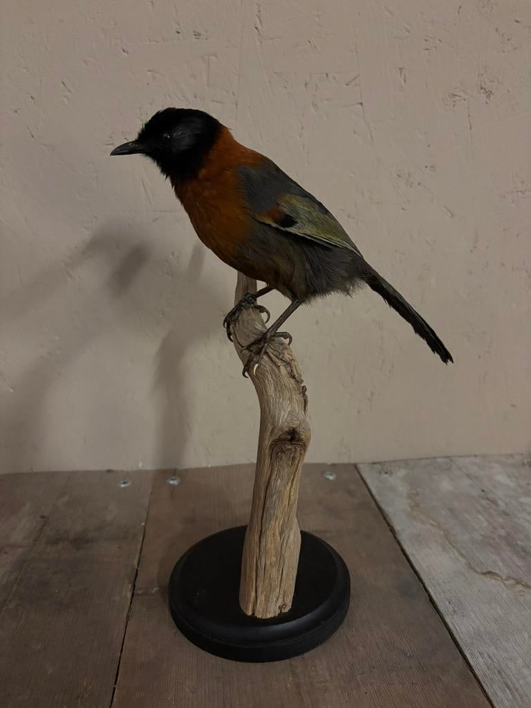 Mooi opgezette Roestkraaglijstergaai, Ophalen of Verzenden, Nieuw, Vogel, Opgezet dier