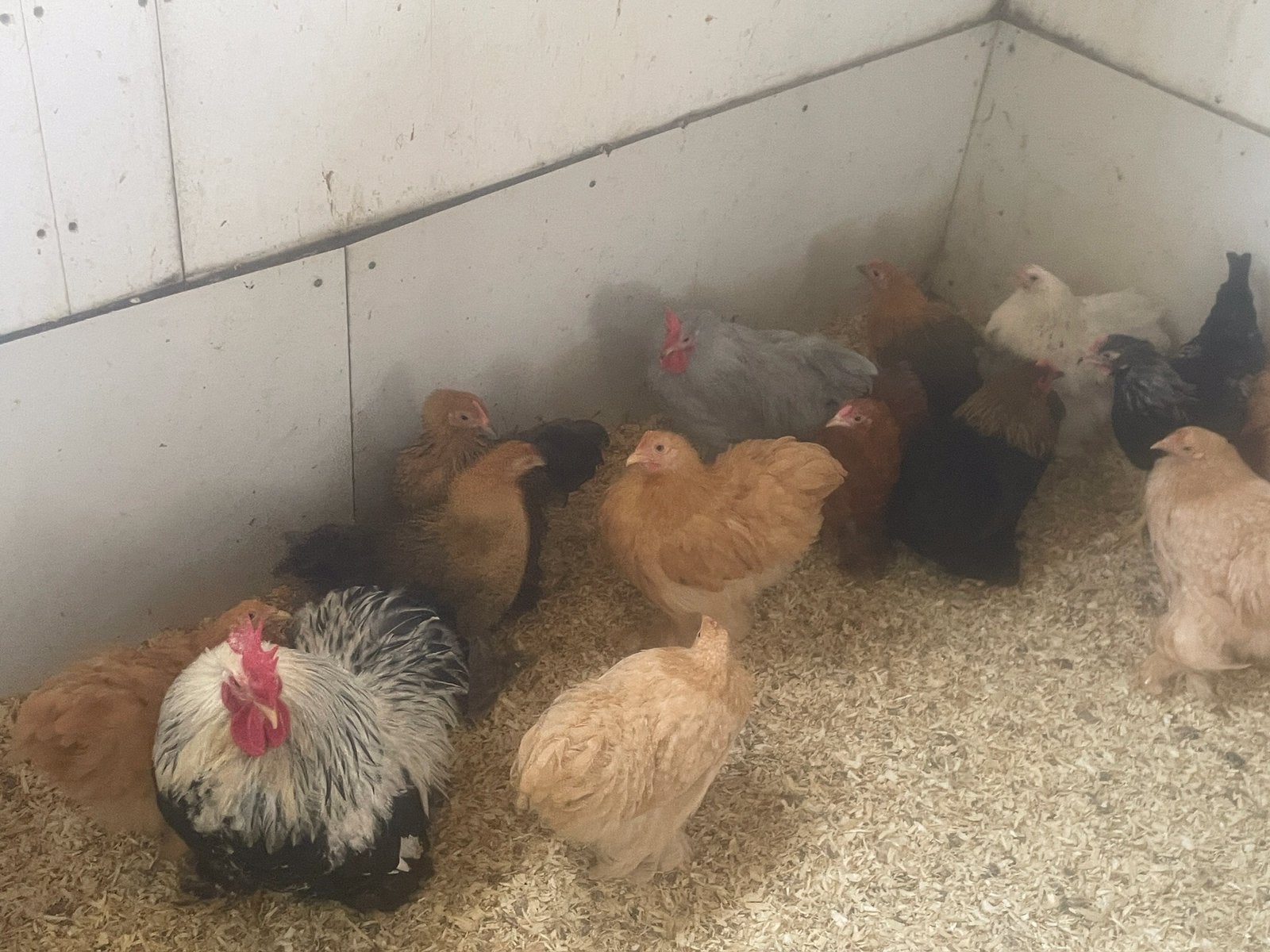 Cochin, Wyandotte, Barnevelder + gekleurde jonge legkippen, Dieren en Toebehoren, Pluimvee, Vrouwelijk, Kip