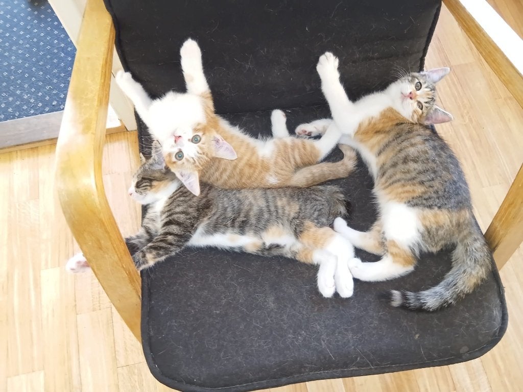 Kittennestje te koop 3 stuks, Dieren en Toebehoren, Meerdere dieren, Kortharig, 0 tot 2 jaar