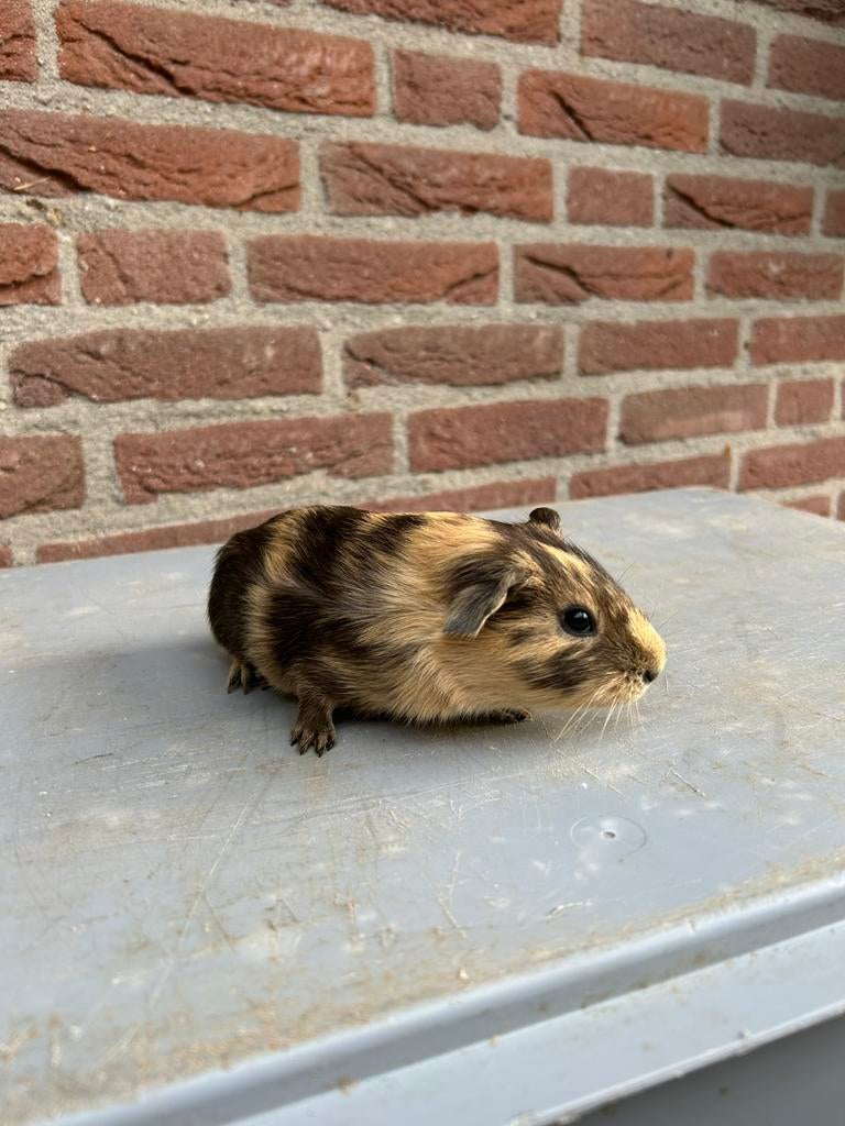 Cavia’s, Dieren en Toebehoren, April, Meerdere dieren, Cavia