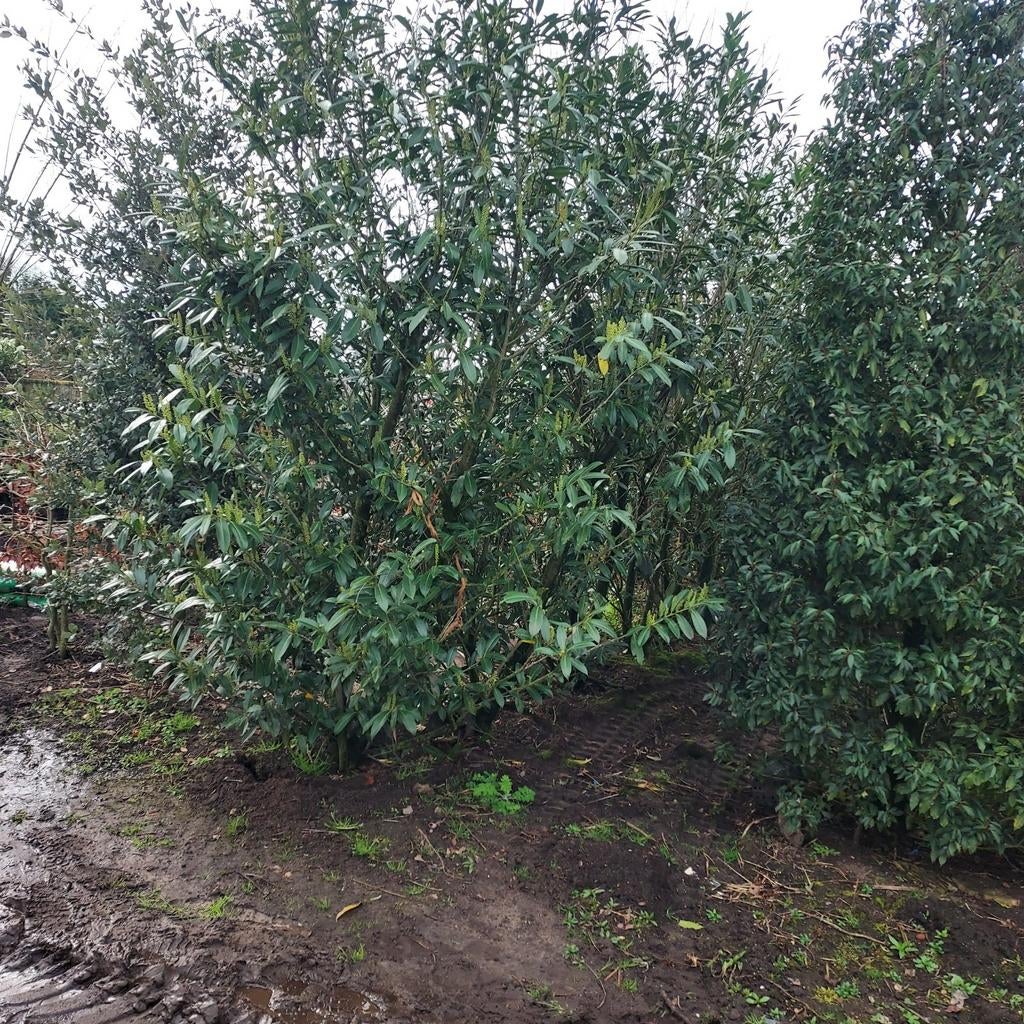 Hoge laurier aanbieding, Ophalen of Verzenden, Laurier, 100 tot 250 cm