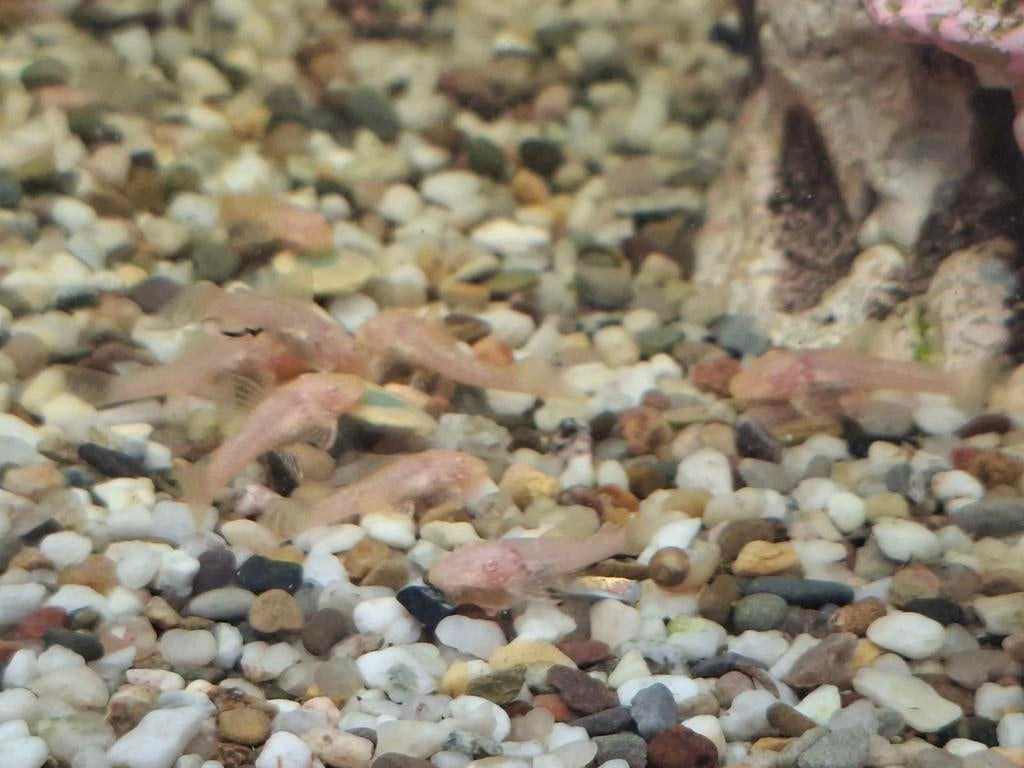 Albino Ancistrus  jonge borstelneus pleco’s, Vis
