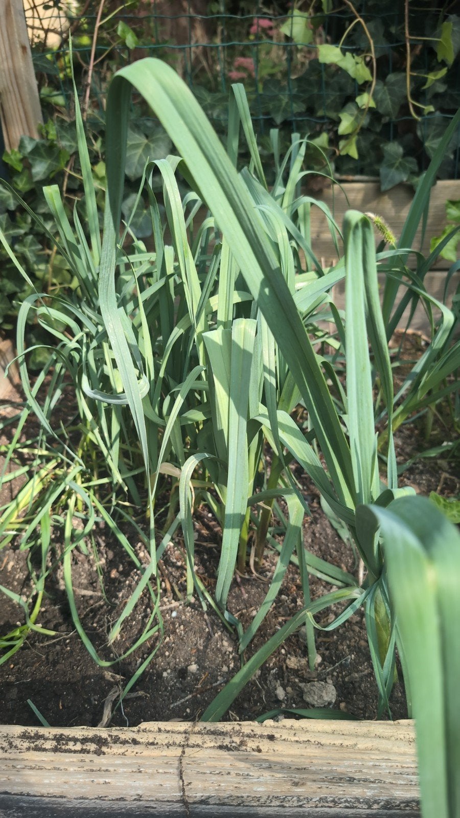 Verse preiplanten uit eigen tuin, Volle zon, Groenteplanten, Ophalen of Verzenden, Bloeit niet