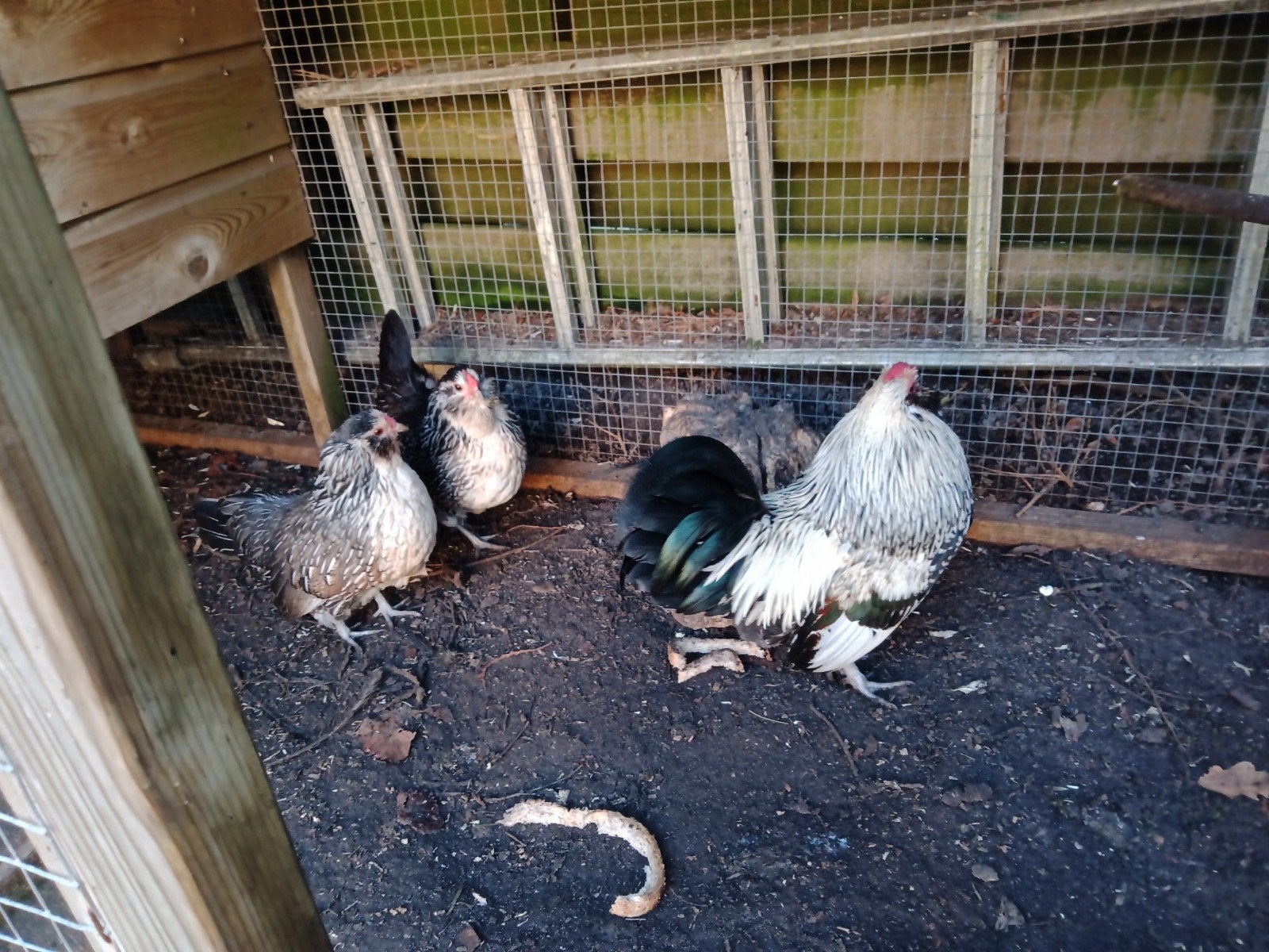 te koop koppel Antwerpse baardkriel, Dieren en Toebehoren, Meerdere dieren, Kip