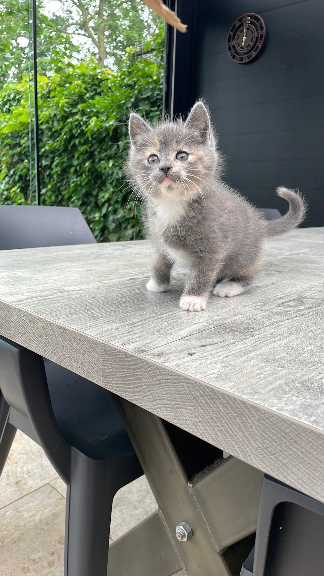 Te koop onze lieve schattige kittens, Dieren en Toebehoren, Katten en Kittens | Raskatten | Langhaar, Meerdere dieren, Ontwormd