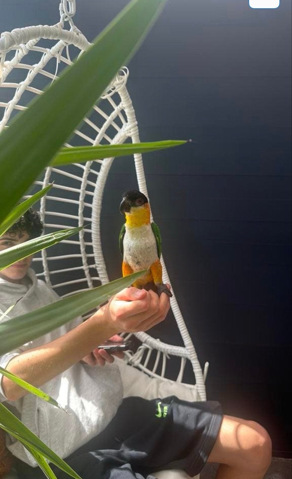 Tamme  zwarte kop papagaai caique 3j maanetje, Mannelijk, Papegaai