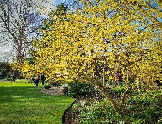 Gele kornoelje, Cornus mas – Meerstammige struik, In pot, Halfschaduw, Lente, 250 tot 400 cm