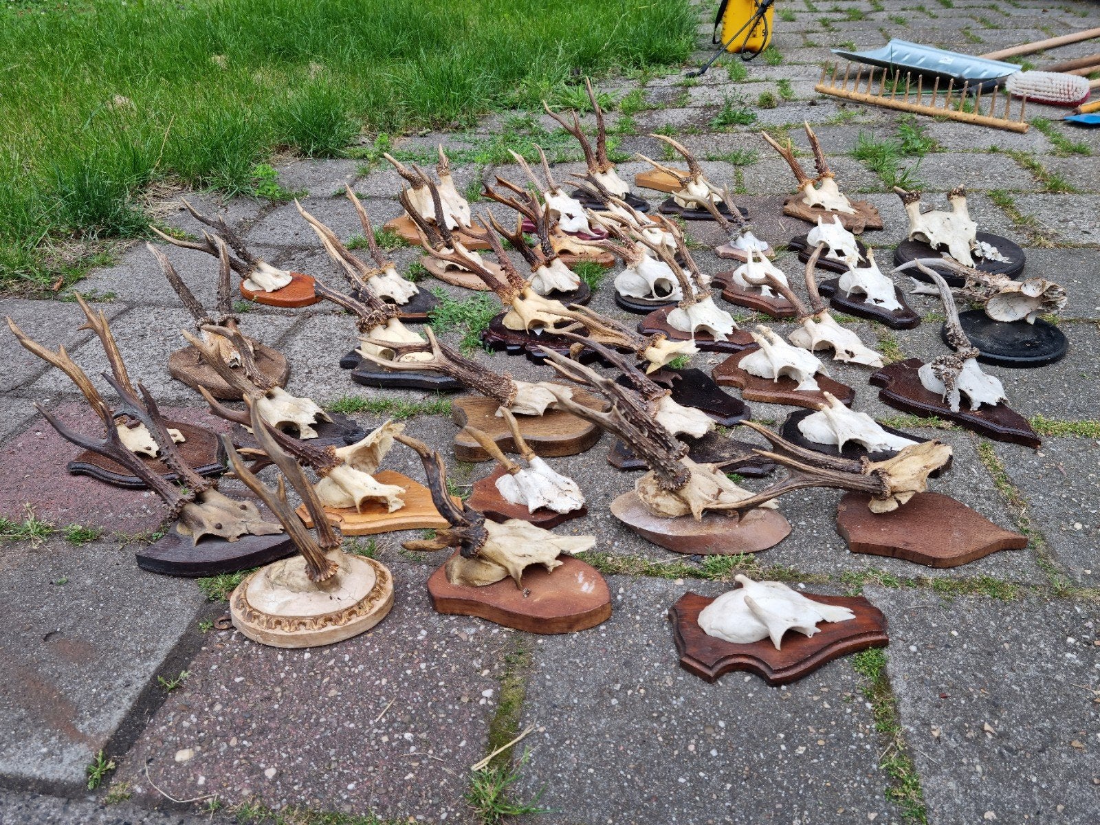 40 ree bok schedels uitzoeken €20,- alles maar €6,25 p.stuk!, Ophalen of Verzenden, Zo goed als nieuw
