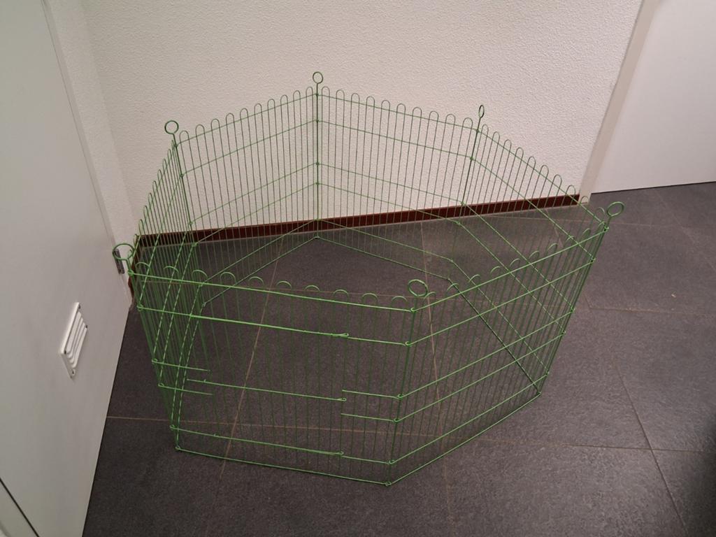Cavia ren €10,- ophalen in Ridderkerk, Dieren en Toebehoren, Ophalen, 60 tot 90 cm, Ren, Cavia