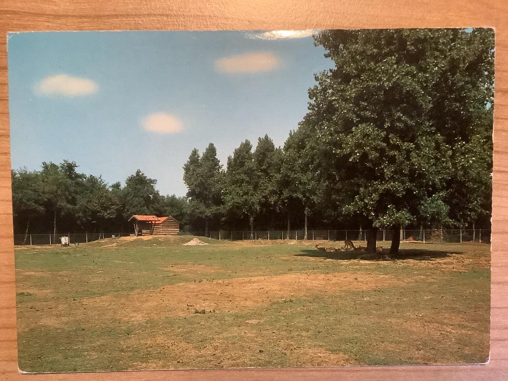 ansichtkaart Oostvoorne, Ophalen of Verzenden, Gelopen